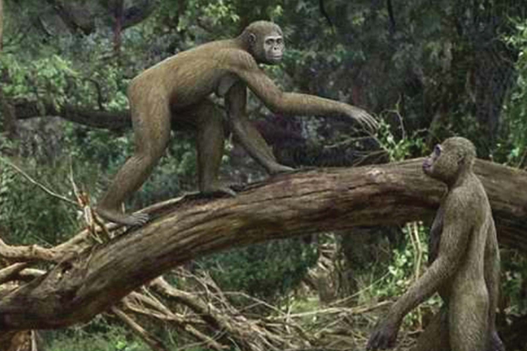 04 Fossil evidence for facultative bipedalism • Human