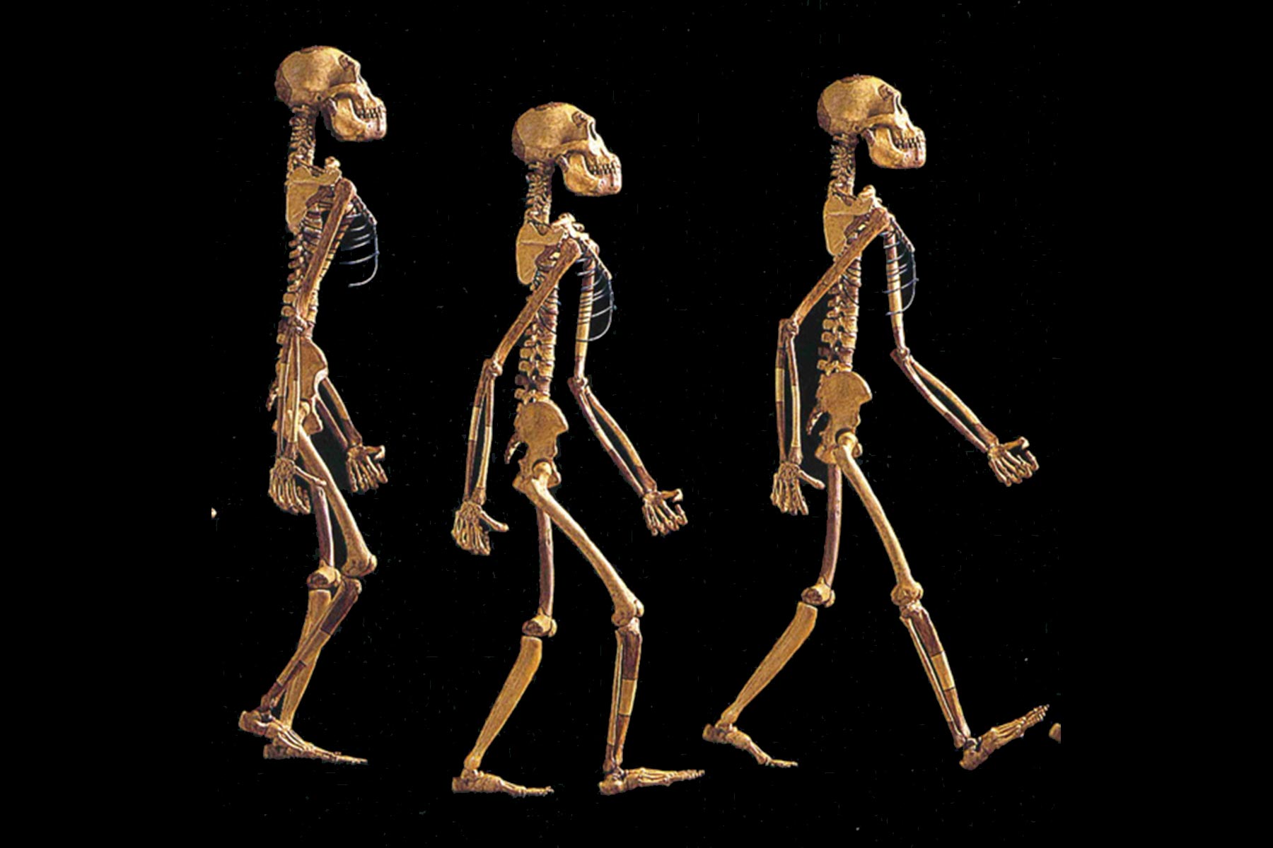 Earliest evidence of habitual bipedalism • Becoming Human