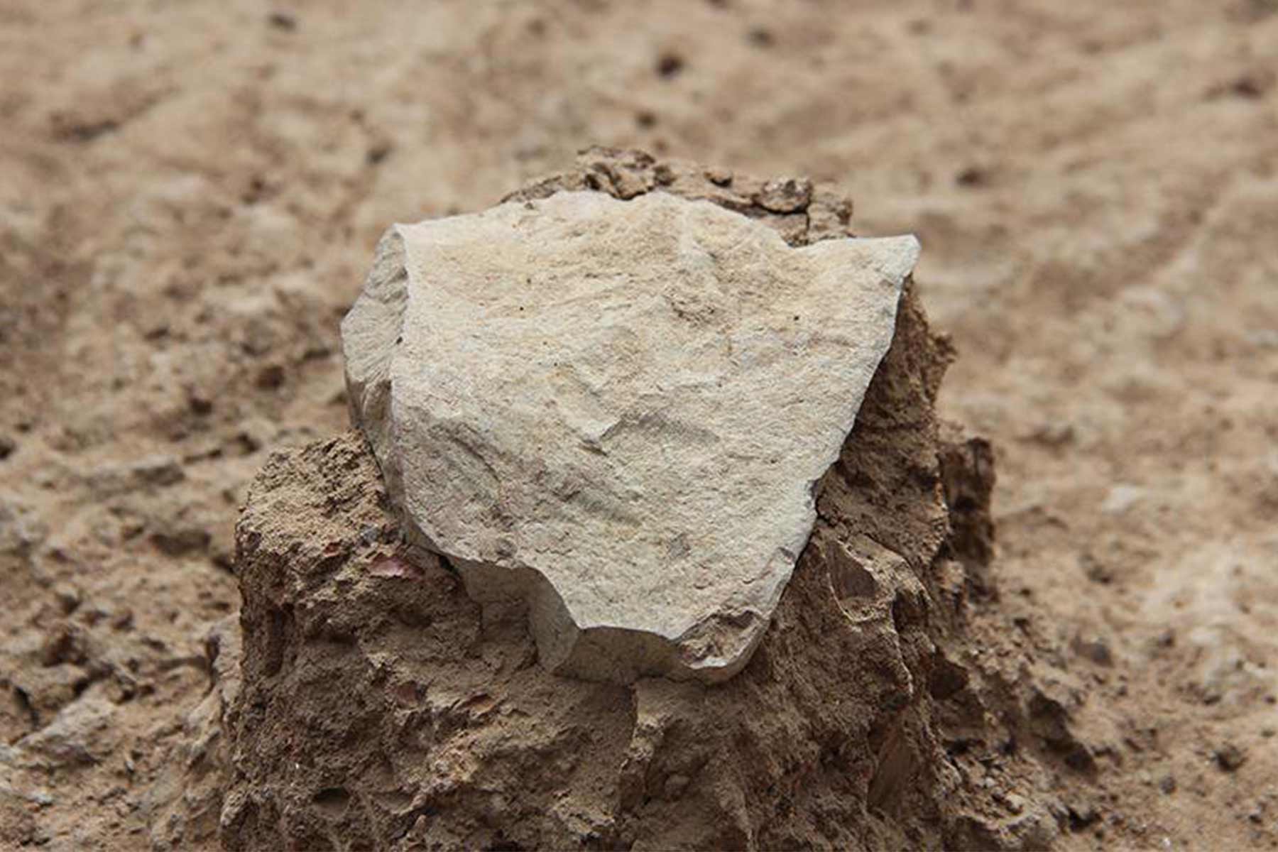 earliest-evidence-of-stone-tool-use-becoming-human