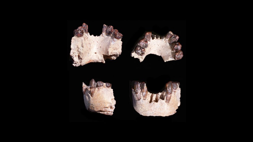 Australopithecus bahrelghazali • Becoming Human