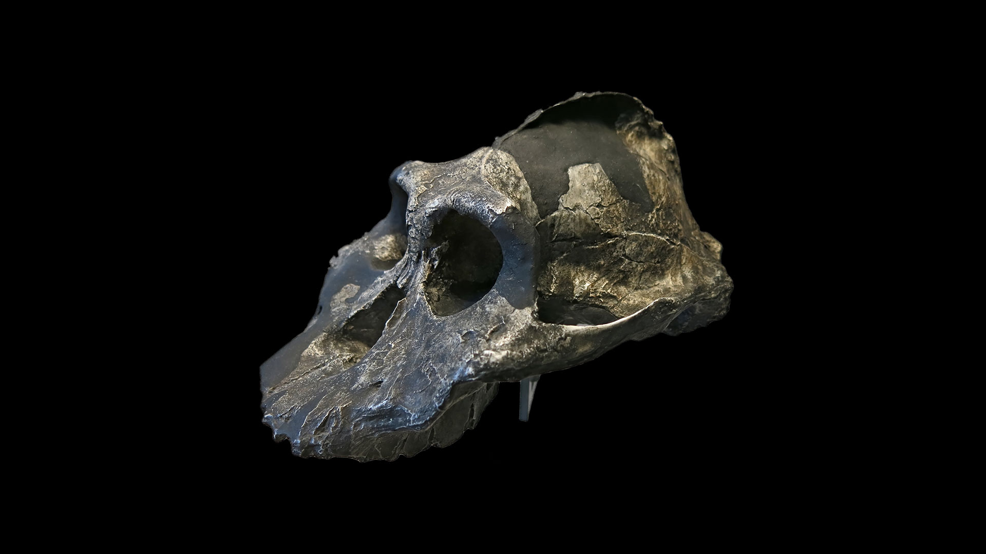 australopithecus robustus skull features